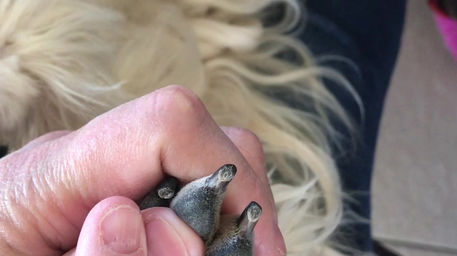 Dremel Nails